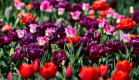 Сюрпризы Парада тюльпанов 2019 Сюрпризы Парада тюльпанов 2019
