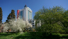В крымских дворах цветет и пахнет слива. В крымских дворах цветет и пахнет слива.