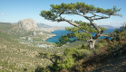 Сосна Станкевича - крымский реликт. Сосна Станкевича - крымский реликт.